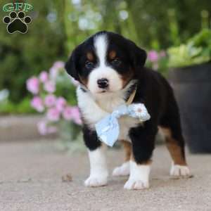 Frankie, Miniature Australian Shepherd Puppy